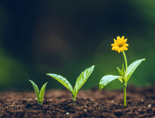 Springtime is the Season for Your Business Ideas to Blossom